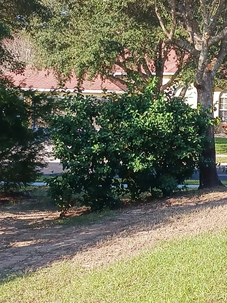 Expert yard maintenance for homes in Spring Hill, FL by All Smiles Lawn Care