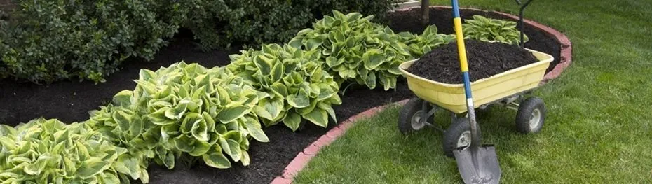 Top-rated residential landscaping for year-round maintenance in Naples, FL by All Sod Nursery