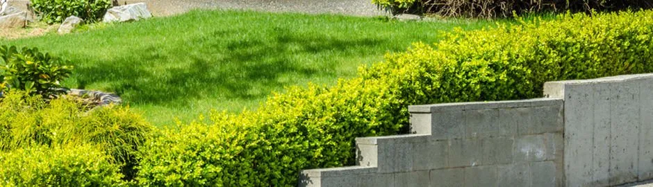 Top-rated landscaping services for year-round maintenance in Naples, FL by All Sod Nursery