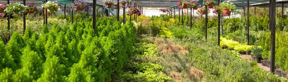 Top-rated yard maintenance for beautiful yards across Naples, FL - All Sod Nursery