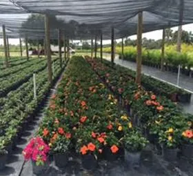 Local landscape design for beautiful yards in Naples, FL by All Sod Nursery