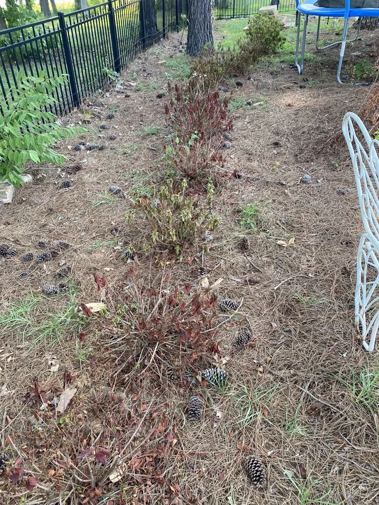 Top-rated lawn care service experts serving Tyrone, GA - All South Lawnscapes