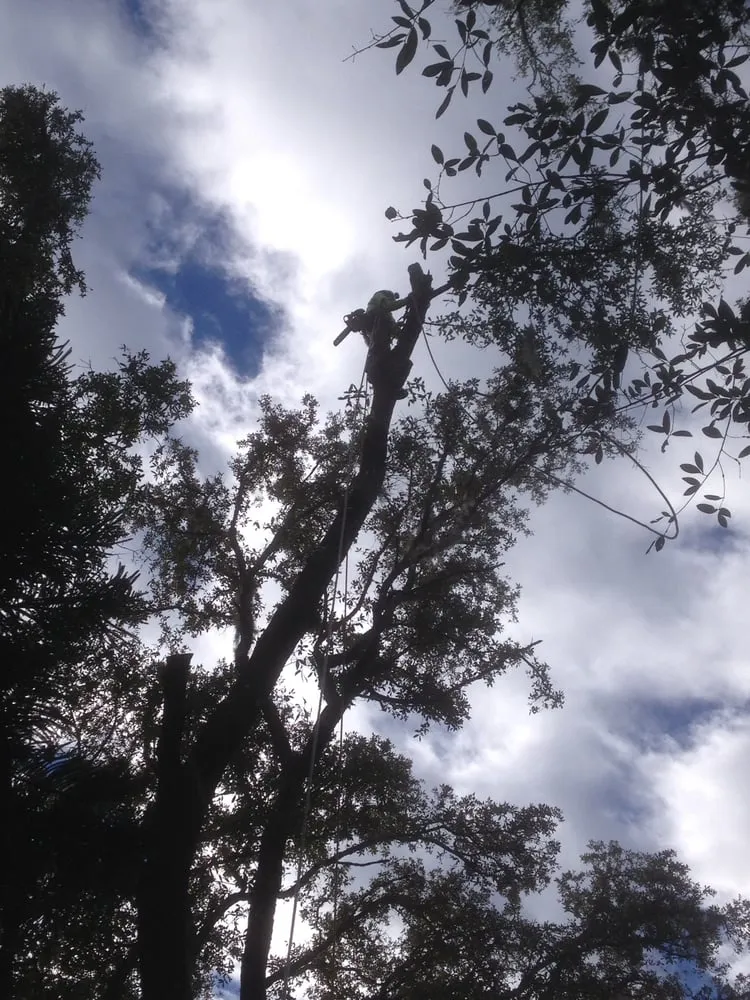 Custom yard maintenance in Casselberr, FL by All Southern Outdoor
