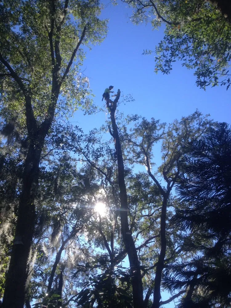 Top-rated yard maintenance for year-round maintenance in Casselberr, FL by All Southern Outdoor