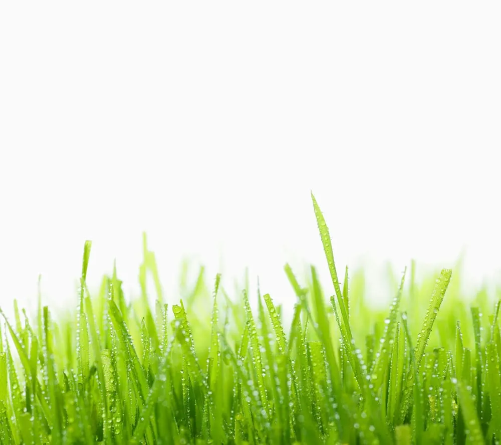 Local landscaping services near you across North Chesterfield, VA - All-Star Lawn Care & Landscape