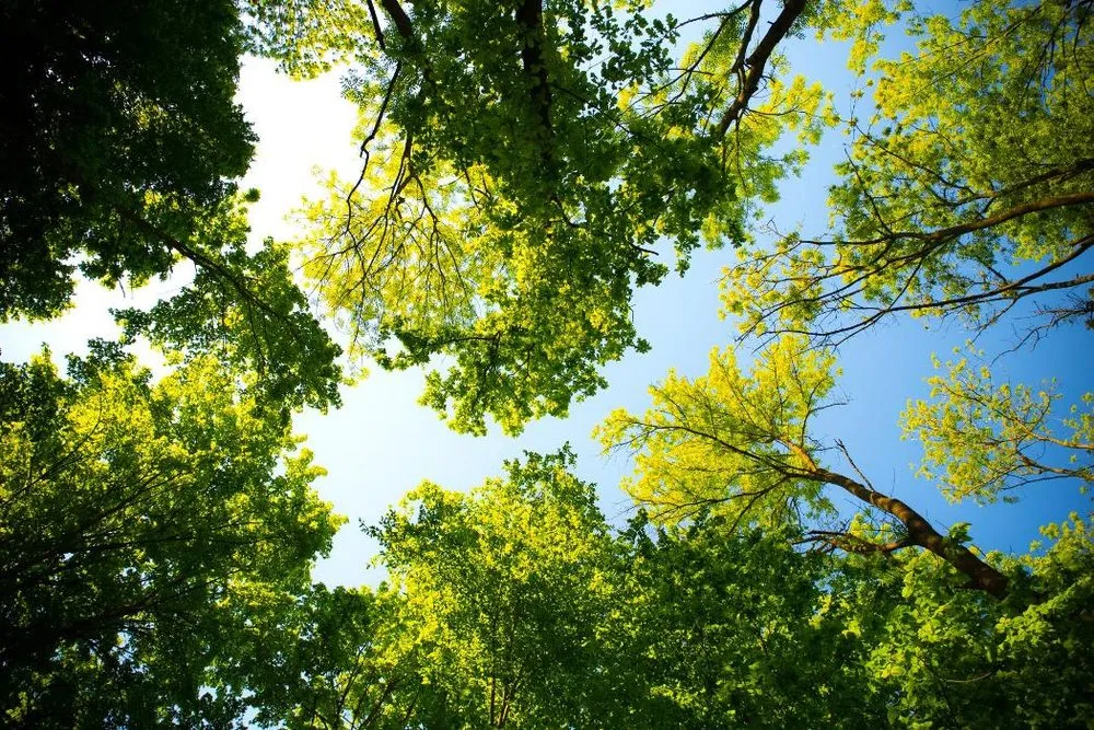 Affordable lawn care service experts serving Toms Brook, VA - All Star Tree Care