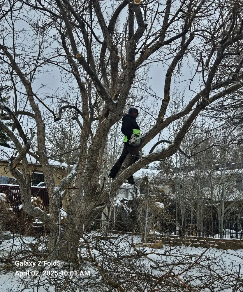 Expert landscaping services experts serving Murray, UT - All-Star Tree Service & Landscaping