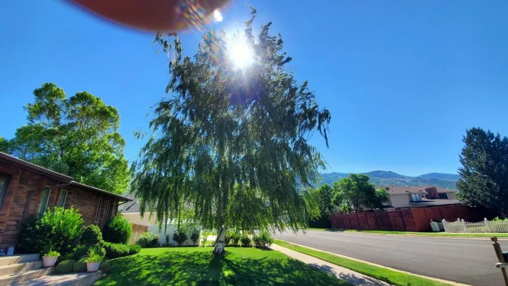 Trusted lawn mowing service in Murray, UT by All-Star Tree Service & Landscaping