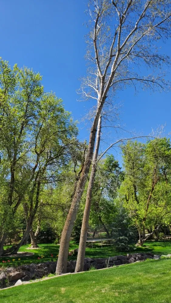 Top-rated yard cleanup service experts serving Murray, UT - All-Star Tree Service & Landscaping