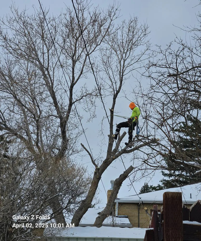 Expert landscape design in Murray, UT - All-Star Tree Service & Landscaping