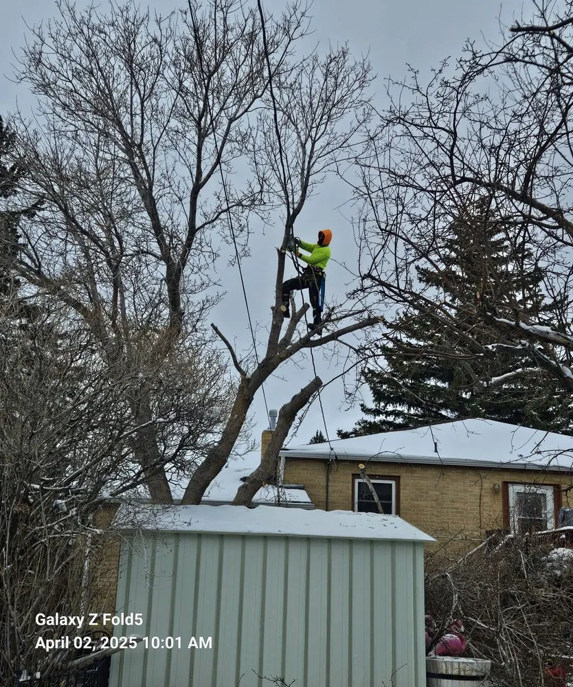 Local lawn care service experts serving Murray, UT - All-Star Tree Service & Landscaping