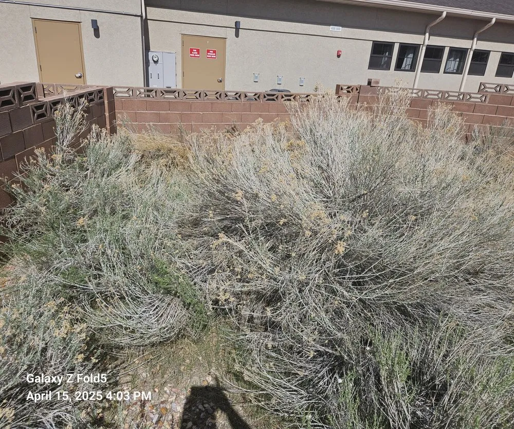 Professional lawn care service experts serving Murray, UT - All-Star Tree Service & Landscaping