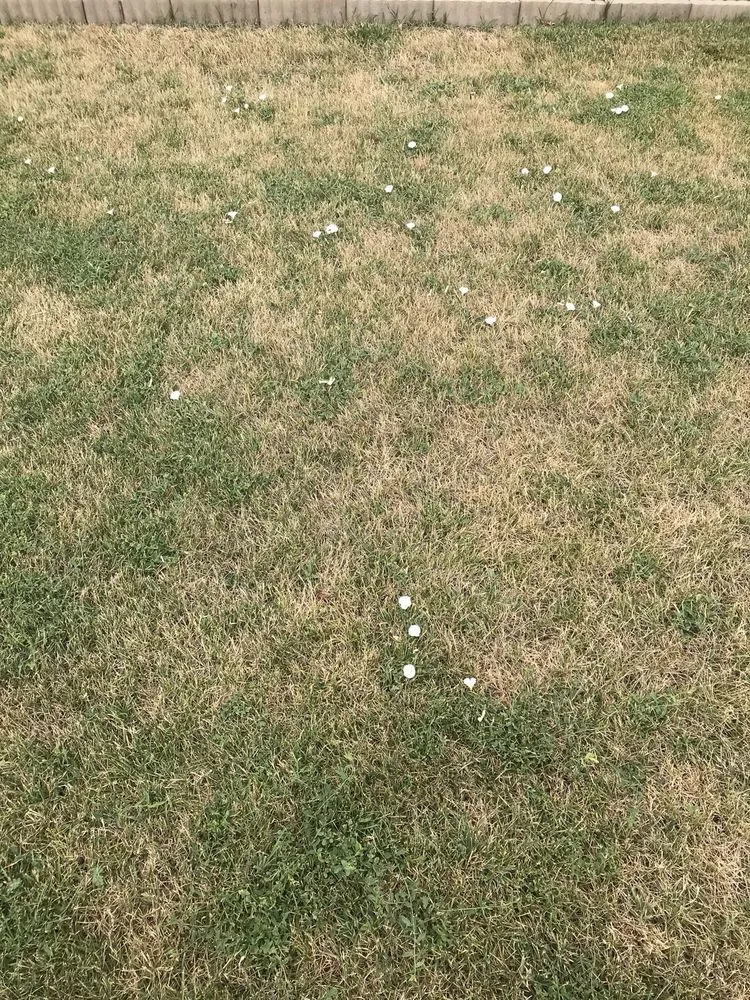 Reliable landscape design with custom design across Draper, UT - All States Lawn & Pest