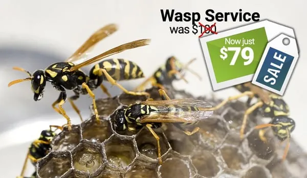 All States Lawn & Pest Logo