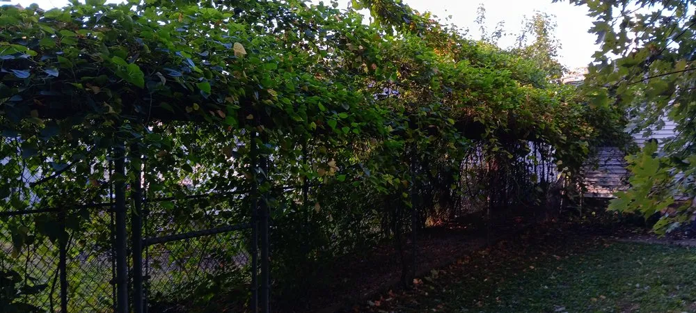 Trusted yard maintenance in Springfield, MO - All-States Property Maintenance