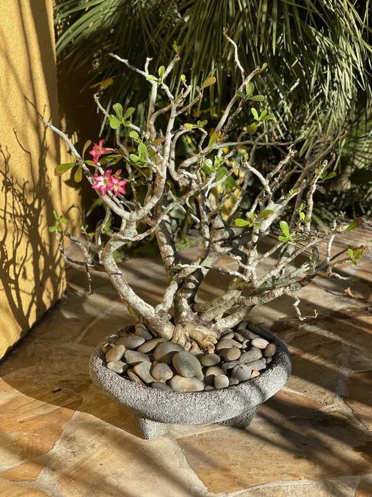 Reliable landscape design for outdoor upgrades in Parkland, FL by All Terrain Landscaping