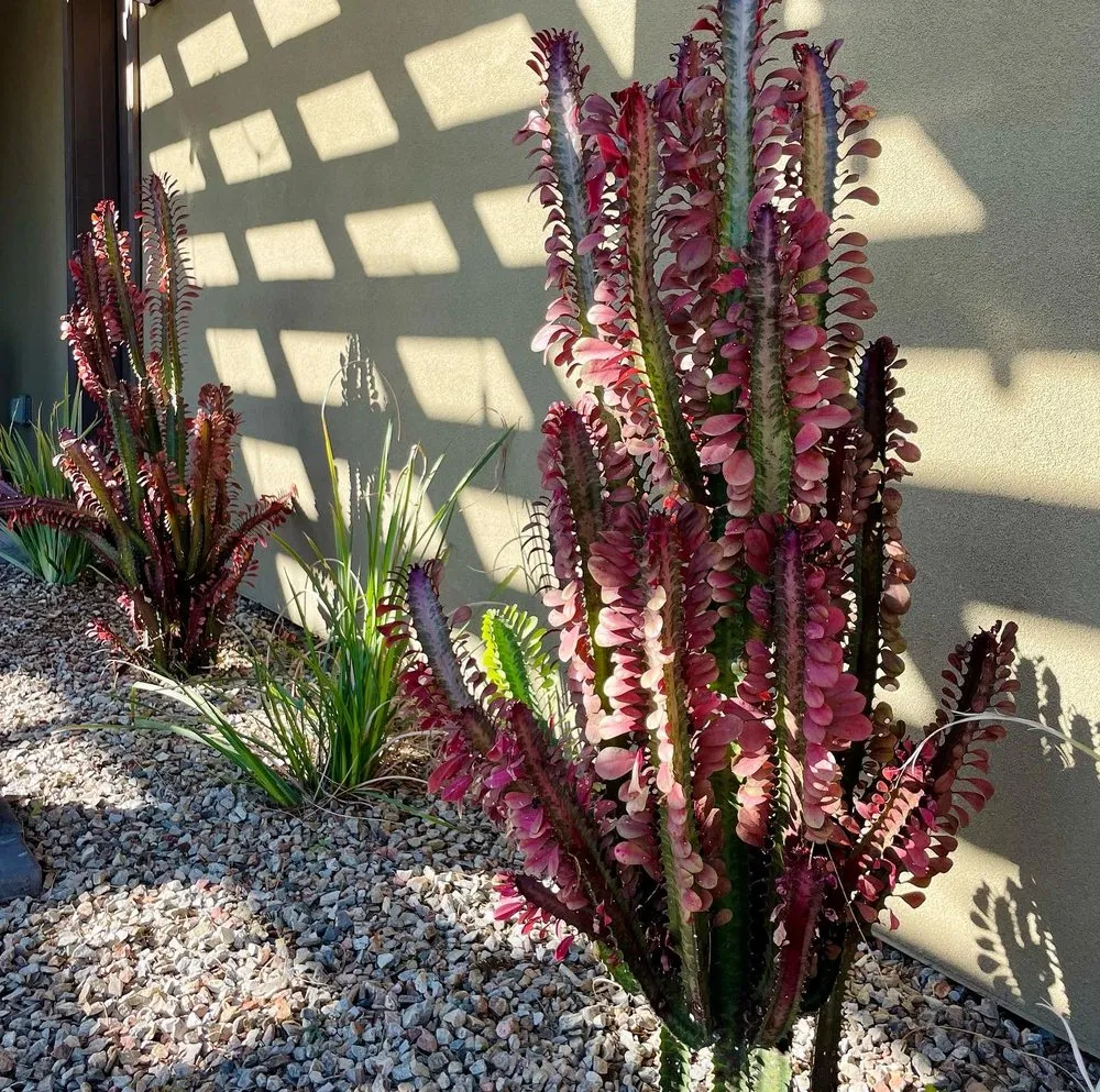 Professional landscape design for outdoor upgrades in Phoenix, AZ by All Terrain Landscaping