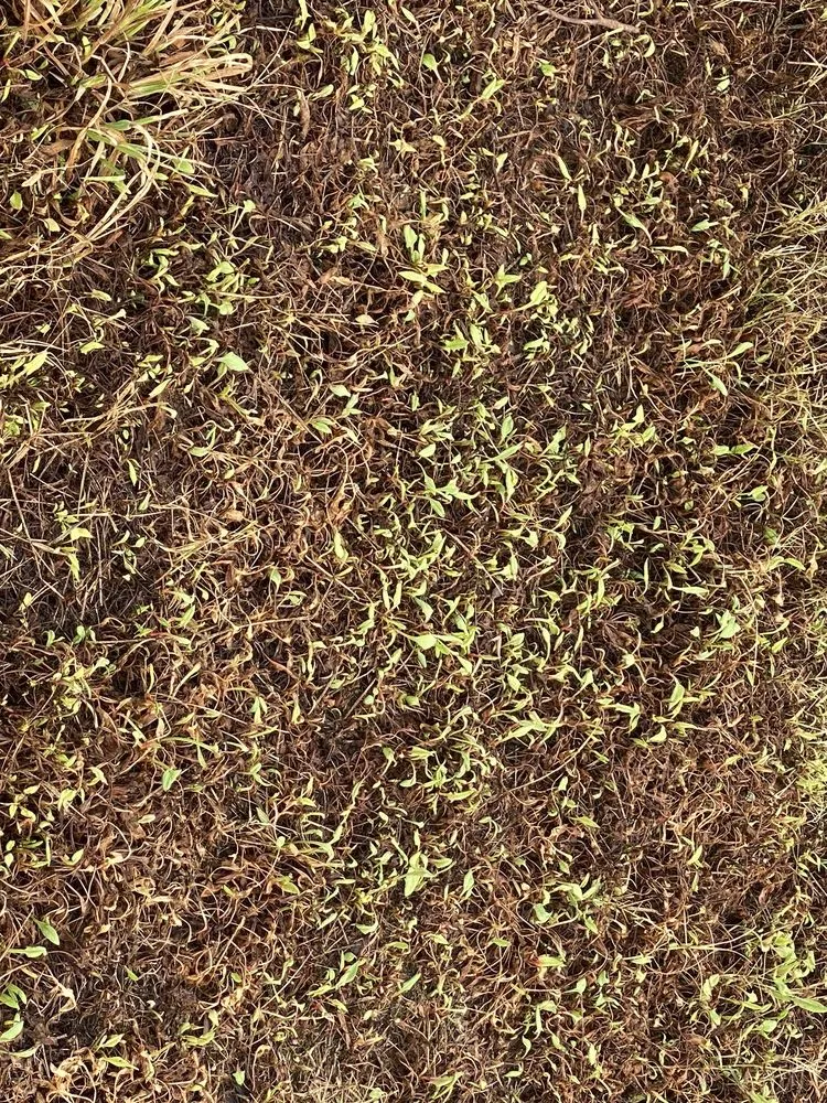 Professional yard cleanup service for homes in Cleveland, TN by All Things Green