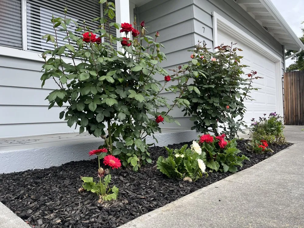 Affordable yard cleanup service in San Jose, CA - All Things Maintenance And Construction