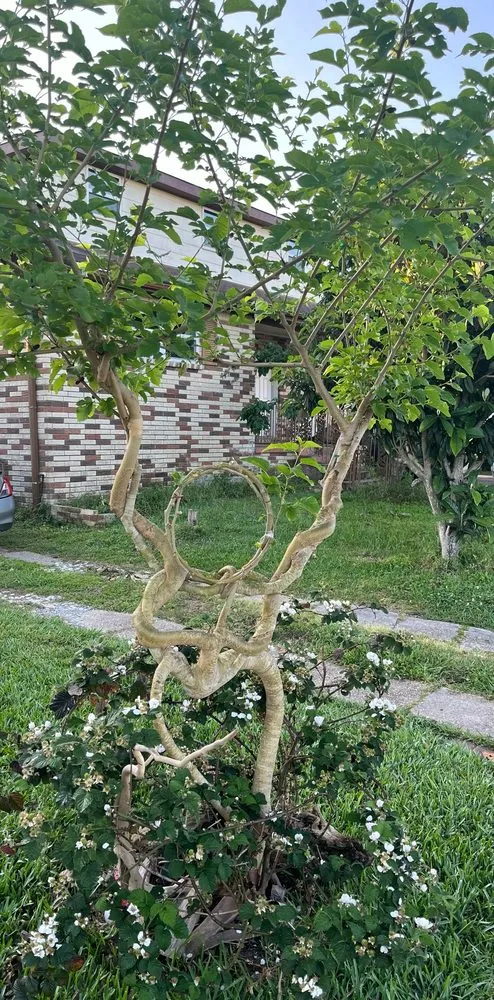 Affordable landscape installation experts serving New Orleans, LA - All Trades Nola