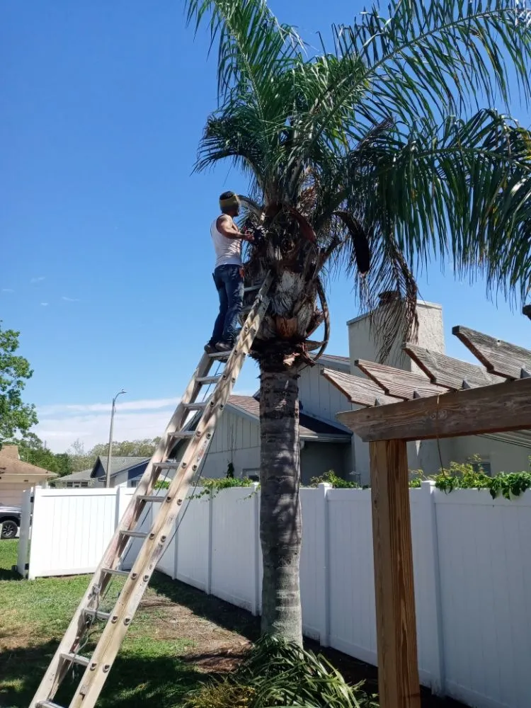 Local landscape installation for homes across Lutz, FL - All Trades Property Maintenance