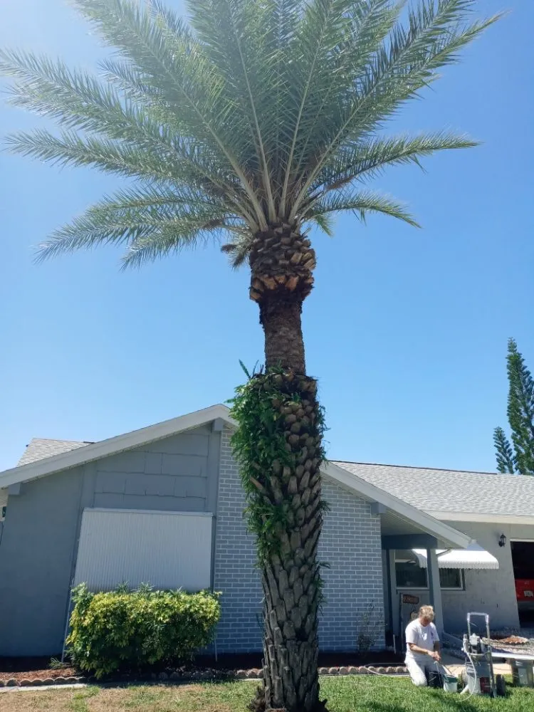 Reliable yard maintenance for beautiful yards in Lutz, FL by All Trades Property Maintenance