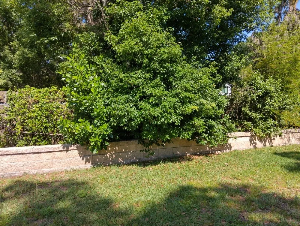 Reliable landscape installation in Lutz, FL by All Trades Property Maintenance