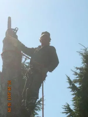 All Tree & Landscape Logo