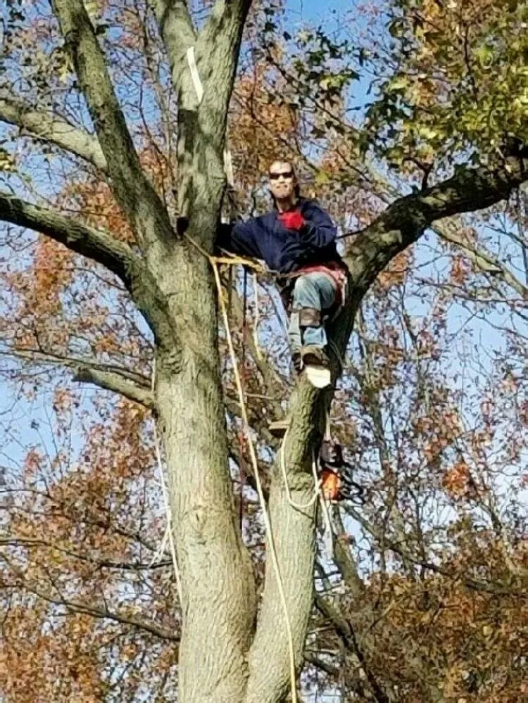 Reliable landscape design in Wade, NC - All Tree