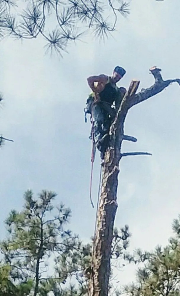 Professional landscape design in Wade, NC - All Tree