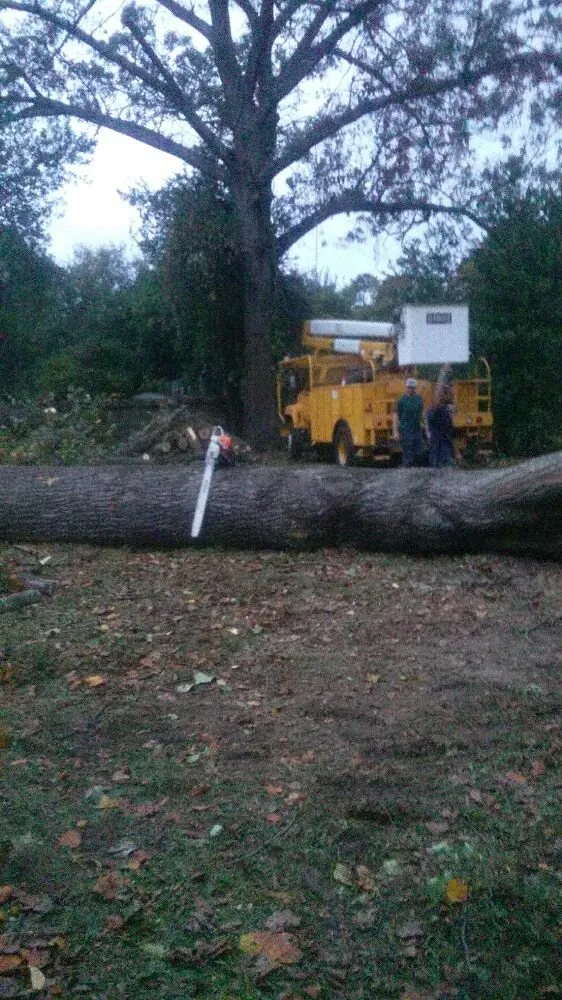Reliable lawn care service in Wade, NC by All Tree