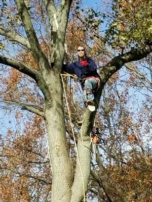 All Tree Logo