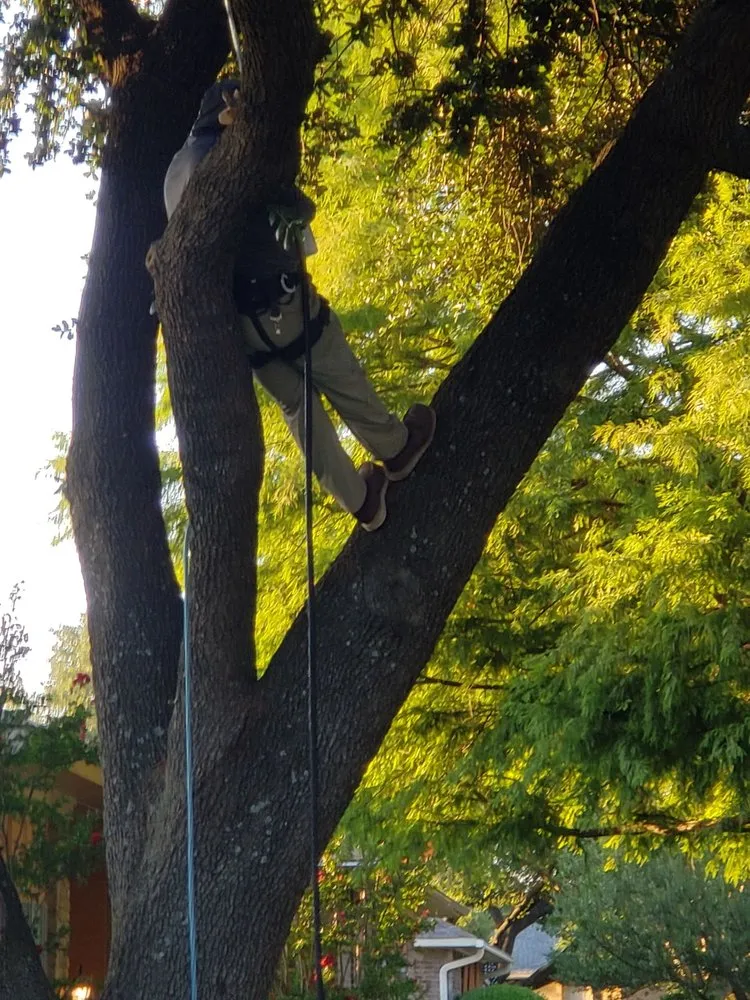 Professional garden landscaping in Forney, TX - All Trees and All Drains