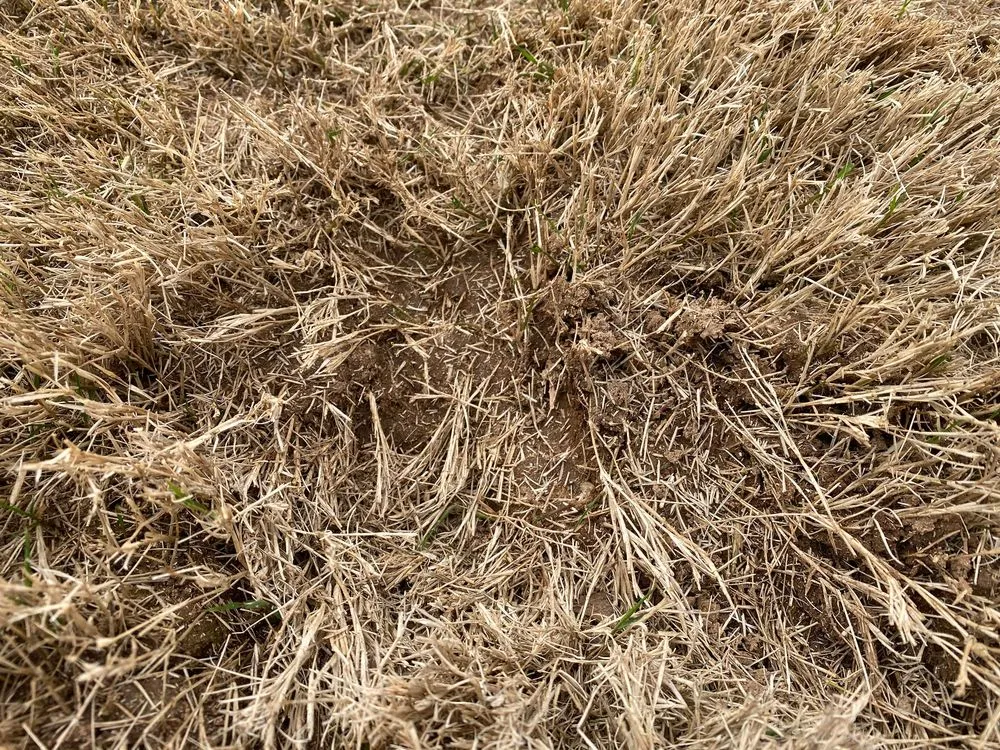 Reliable lawn mowing service experts serving Loganville, GA - All Turf