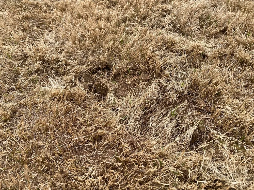 Custom residential landscaping experts serving Loganville, GA - All Turf