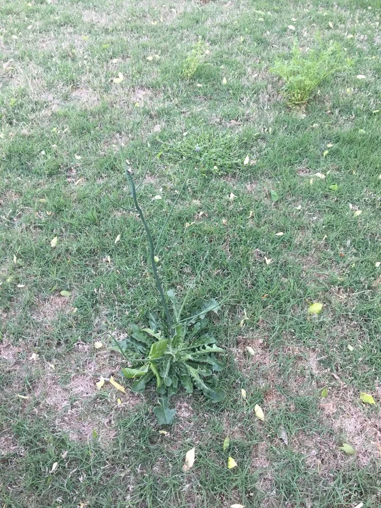 Professional yard maintenance experts serving Loganville, GA - All Turf