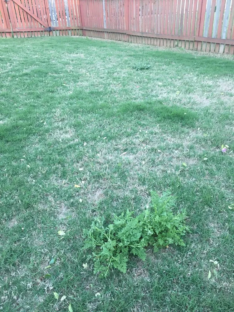 Professional landscape installation experts serving Loganville, GA - All Turf