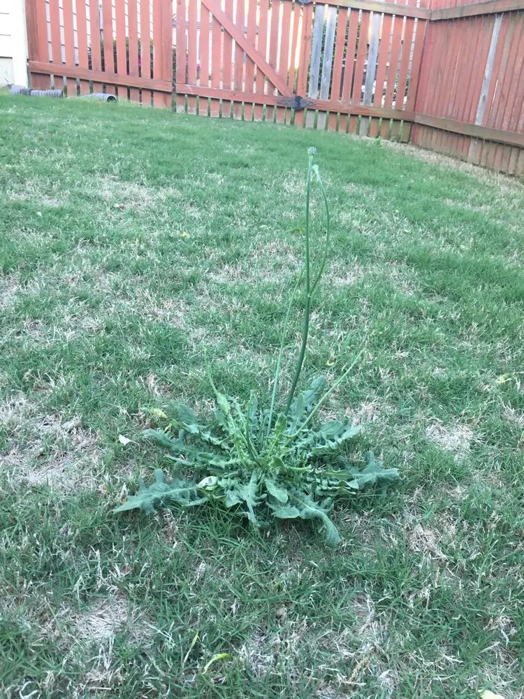 Professional outdoor landscaping with custom design across Loganville, GA - All Turf