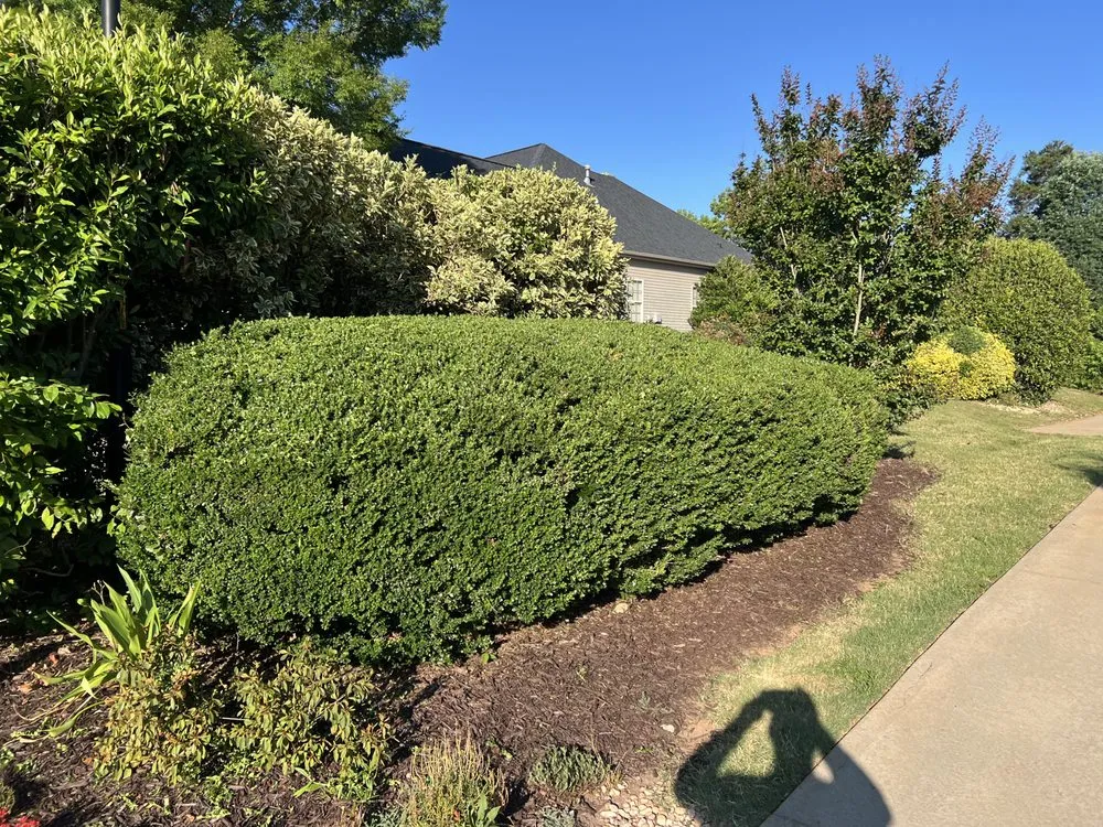 Expert yard cleanup service with custom design in Greer, SC by All Upstate Lawn and Outdoor Services