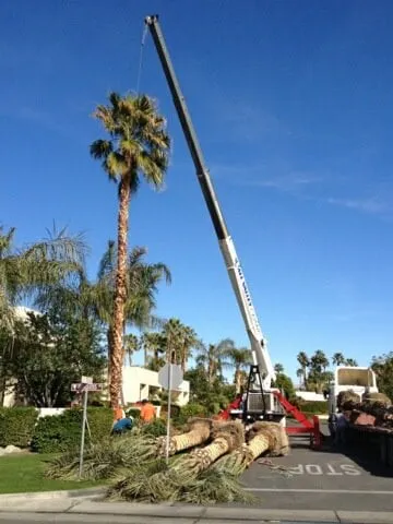 Professional yard maintenance in Indio, CA by All Valley Crane