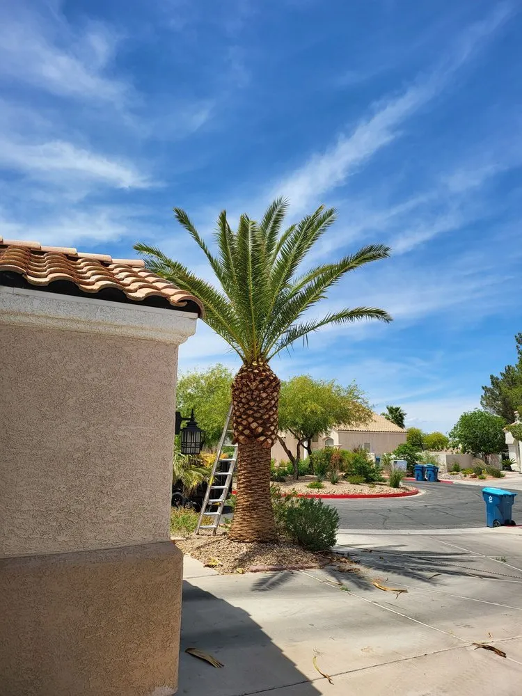 Custom lawn care service in Henderson, NV - All Visions Landscape