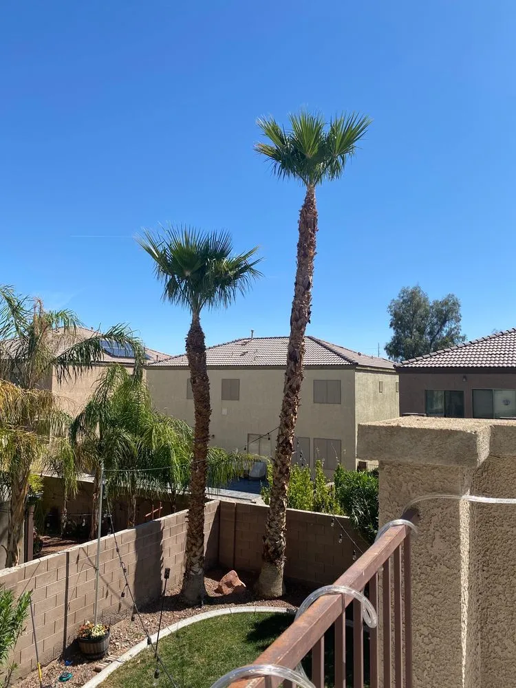 Affordable landscape installation for homes in Henderson, NV by All Visions Landscape