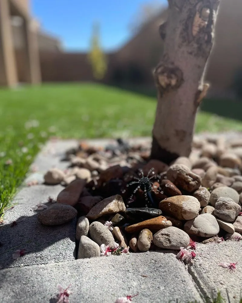 Custom landscape design for residential properties across Henderson, NV - All Visions Landscape