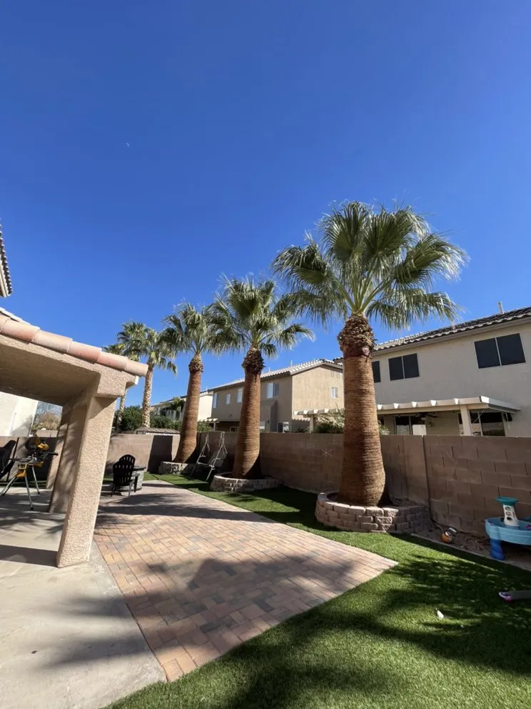 Local outdoor landscaping for year-round maintenance in Henderson, NV by All Visions Landscape