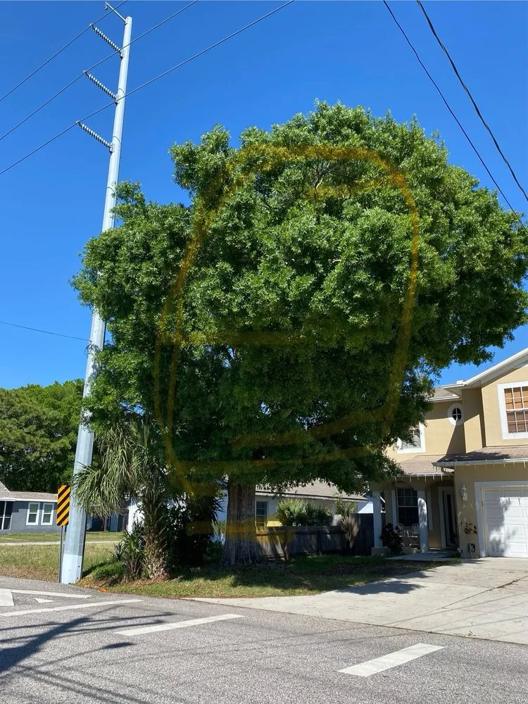 Custom lawn care service in Tampa, FL by All Weather Tree and Landscaping Service