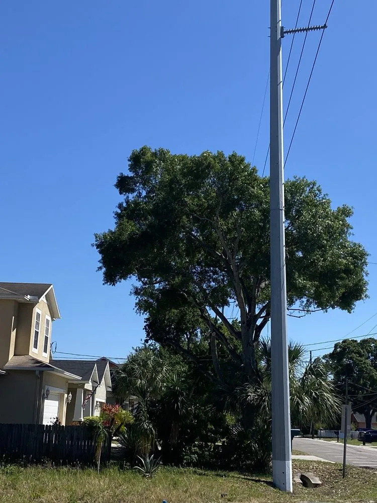 Custom yard cleanup service for residential properties across Tampa, FL - All Weather Tree and Landscaping Service