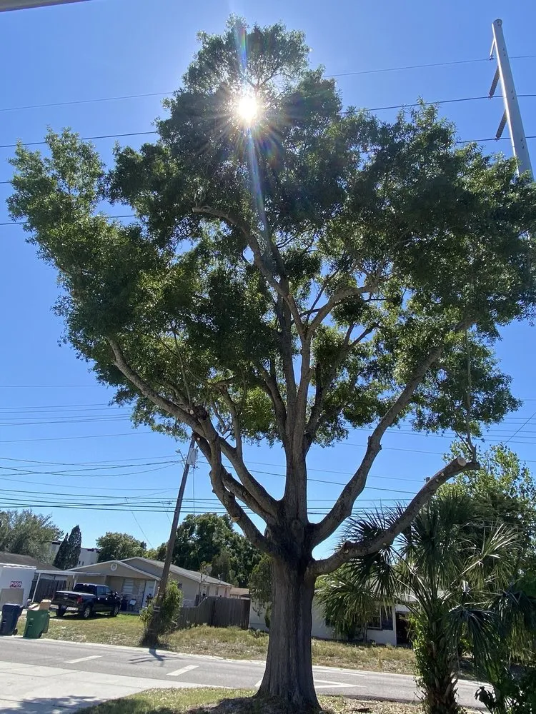 Local landscape installation in Tampa, FL - All Weather Tree and Landscaping Service