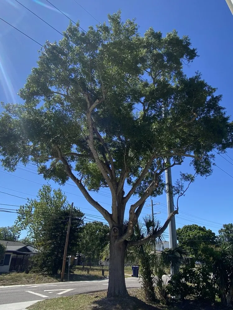 Local garden landscaping for residential properties in Tampa, FL by All Weather Tree and Landscaping Service