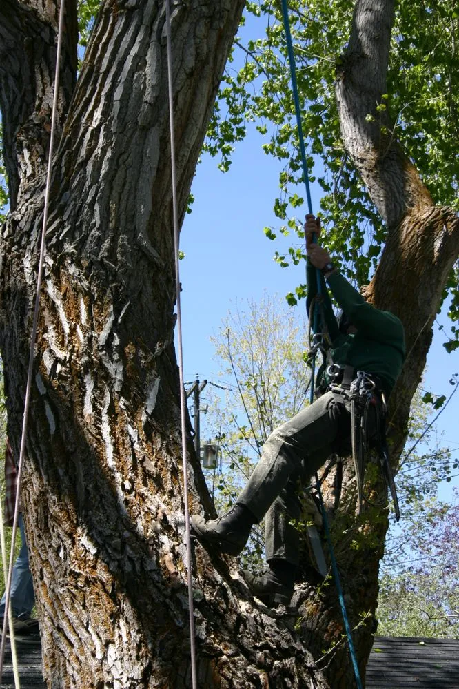 Affordable lawn mowing service in Ogden, UT - All Wood's Tree Service