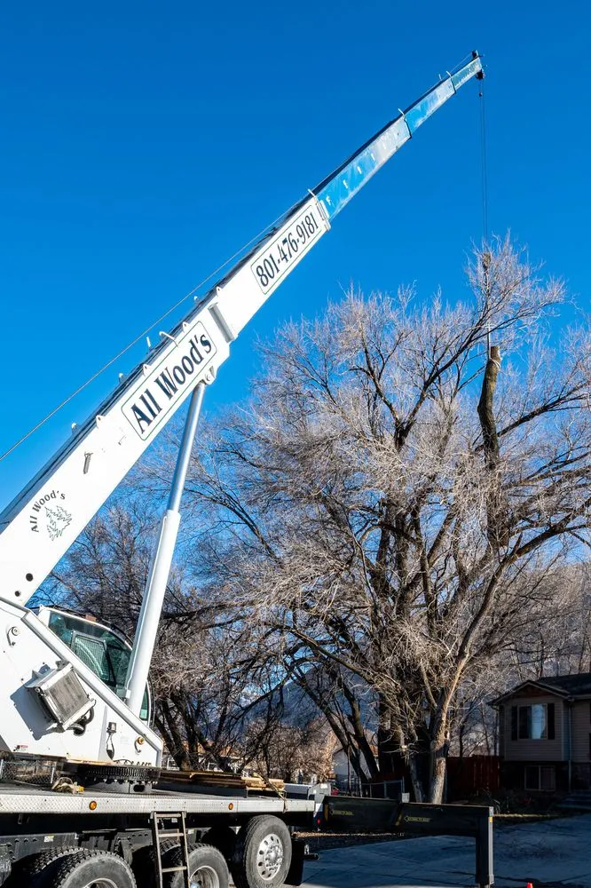 Local yard cleanup service for year-round maintenance in Ogden, UT by All Wood's Tree Service